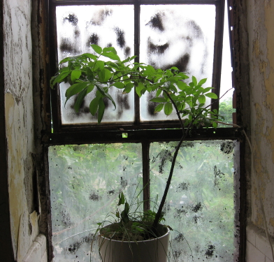 Lia's plant_1_1 Lia's plant_1_1