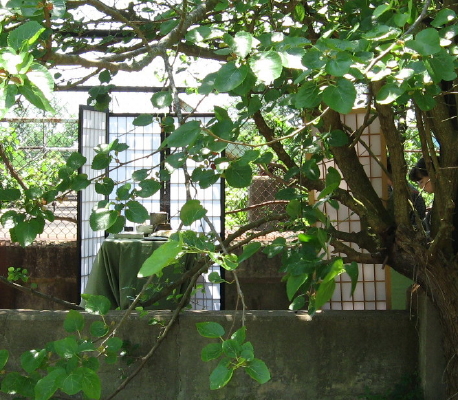 tea preparations_1_1 Tea Preparation Area